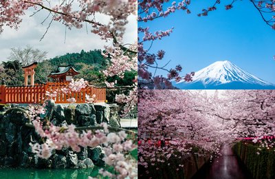 【2025年日本春季自由行】春天必打卡樱花圣地!